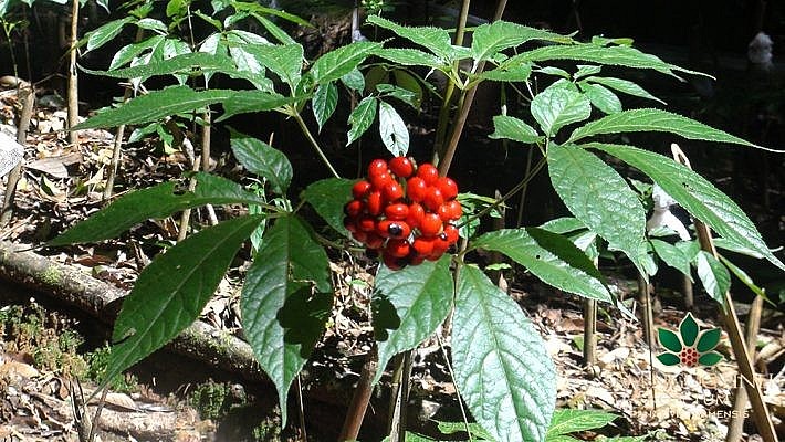 Sâm Ngọc Linh Sâm Ngọc Linh