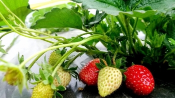 Dâu tây đỏ mọng chẳng ai mua, vì sao dâu tây ở đây xấu mã lại đắt hàng, khách ăn tại vườn?