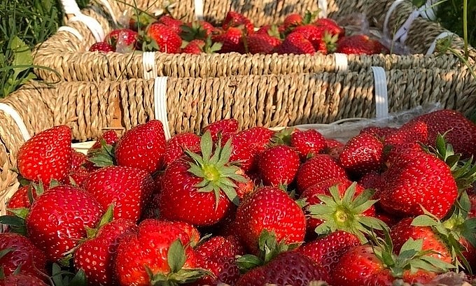 Dâu tây loại 1 được nhiều chủ vườn bán giá tới 400.000 đồng/kg. Dâu tây loại 1 được nhiều chủ vườn bán giá tới 400.000 đồng/kg.