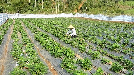 Vườn dâu tây trồng theo hướng hữu cơ của gia đình chị Giàng Thị Sao. Vườn dâu tây trồng theo hướng hữu cơ của gia đình chị Giàng Thị Sao.