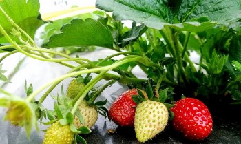 Dâu tây đỏ mọng chẳng ai mua, vì sao dâu tây ở đây xấu mã lại đắt hàng, khách ăn tại vườn?