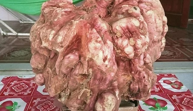 Củ khoai lang khổ lồ vừa được phát hiện ở Ngệ An.
