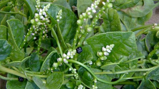 Phần bỏ đi của loại rau quen thuộc không ngờ làm thành món quá ngon, dân thành phố thích mê