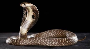 Thanh Hoá: Nông dân thả cặp rắn quý về rừng