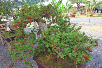 Bài thuốc hữu ích chữa bệnh từ cây dâu tằm