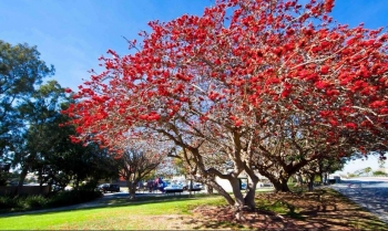 Tác dụng không ngờ từ cây hoa gạo