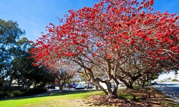 Tác dụng không ngờ từ cây hoa gạo