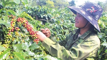 Điều gì làm nên đẳng cấp cà phê Khe Sanh ngon nhất Việt Nam, nơi chỉ có oi nồng cát cháy?