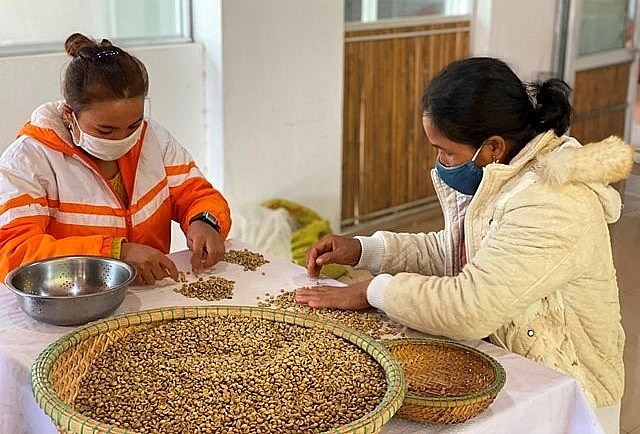 Bà con Vân Kiều sơ chế hạt cà phê. Bà con Vân Kiều sơ chế hạt cà phê.