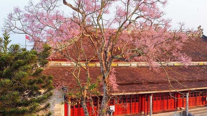 ngô đồng ở kinh thành Huế được trồng từ thời vua Minh Mạng