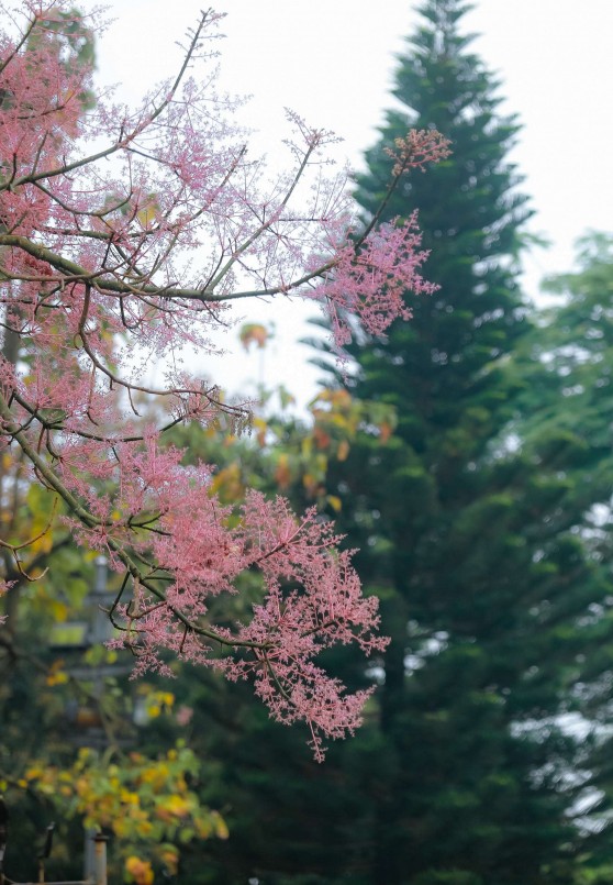 Vẻ đẹp làm xiêu lòng bao ánh nhìn