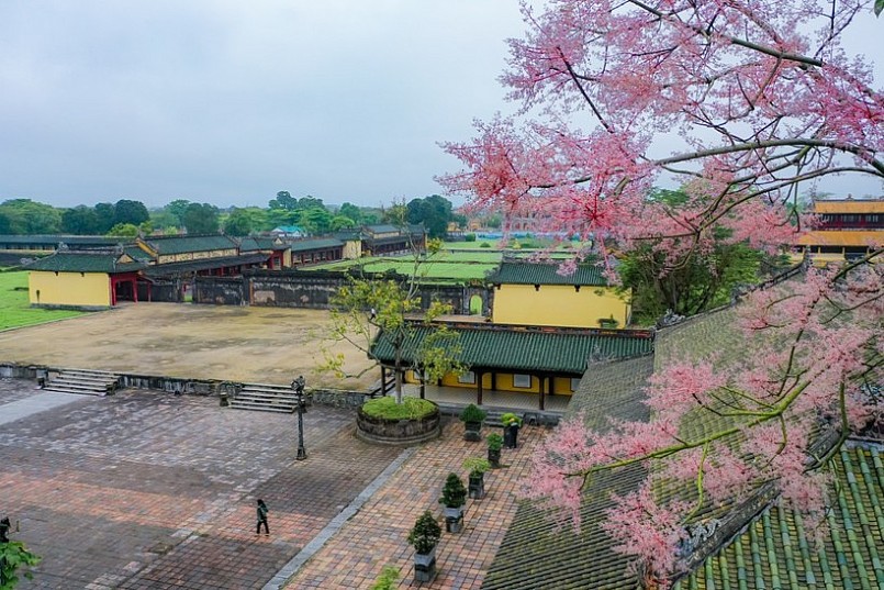 Hoa ngô đồng ở Đại nội Kinh thành Huế