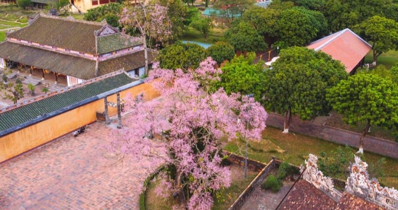 Những cánh hoa ngô tô vẽ một góc Lâu đài