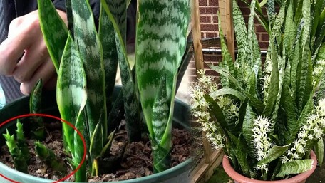 Trồng cây lưỡi hổ nhỡ kĩ nguyên tắc “5 không”, chồi non đâm lên tua tủa