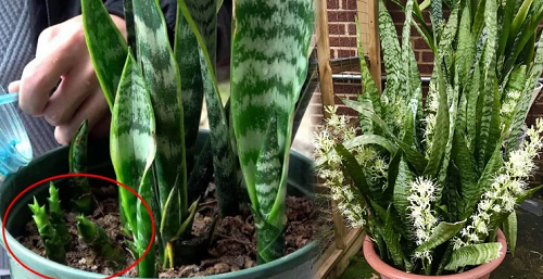 Trồng cây lưỡi hổ nhỡ kĩ nguyên tắc “5 không”, chồi non đâm lên tua tủa