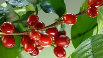 Giá nông sản hôm nay 16/4: Cà phê rung lắc giảm sát mốc 50, hồ tiêu cầm chừng chờ cơ hội