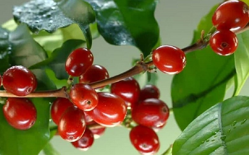 Giá nông sản hôm nay 16/4, cà phê kết thúc phiên cuối tuần giảm 600 – 700 đồng, xuống dao động trong khung 49.900 – 50.400 đồng/kg. Giá nông sản hôm nay 16/4, cà phê kết thúc phiên cuối tuần giảm 600 – 700 đồng, xuống dao động trong khung 49.900 – 50.400 đồng/kg.