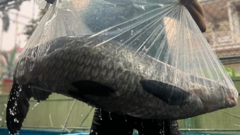 Cặp cá trắm đen đại gia chi gần trăm triệu về thả bể cá cảnh khủng cỡ nào?