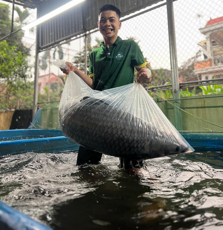 Cặp cá trắm đen được anh Đức nuôi 3 năm nay.