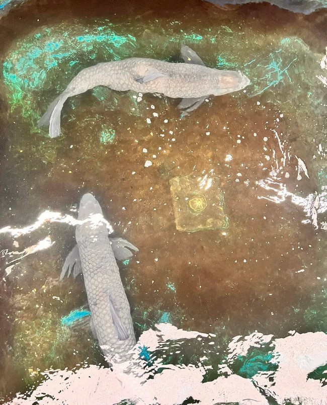 Một vị khách ở Phú Thọ đã đặt mua cặp cá này với giá 80 triệu đồng.