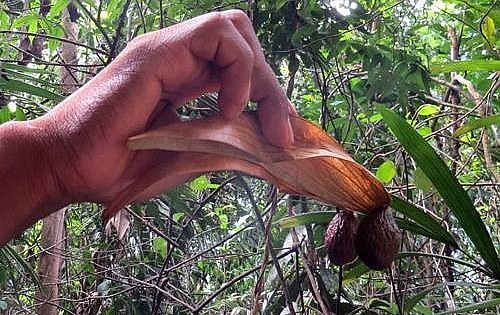 Hạt ươi loại tốt nhất là hạt ươi bay, khi chín tự rụng xuống.