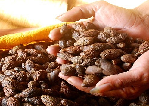 Hạt ươi có giá trị kinh tế cao nên thường xuyên bị khai thác tận diệt, nhiều địa phương đã cảnh báo tình trạng chặt cây để tận thu hạt.