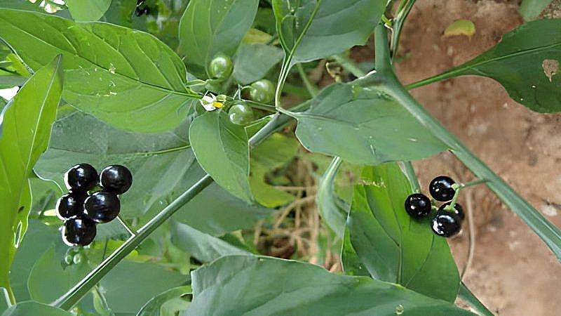 Cây lu lu đực mọc hoang tại nhiều nơi đặc biệt là vùng miền núi Tây Bắc