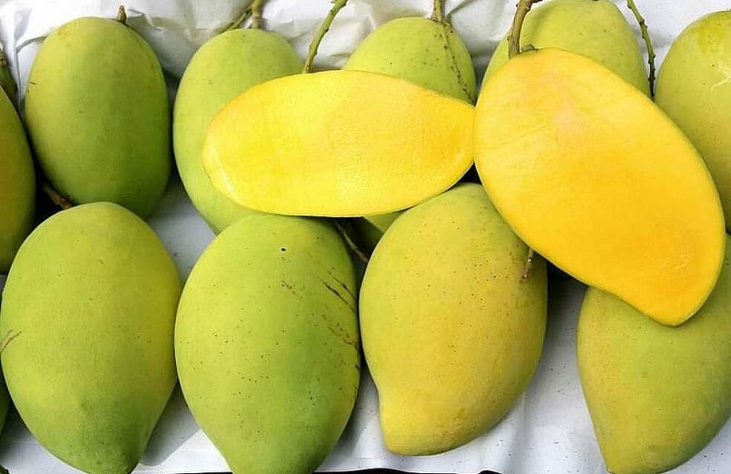 Xoài cát Hòa Lộc bán giá 25.000 đồng/kg tại vườn, hé lộ nguyên nhân bất ngờ Xoài cát Hòa Lộc bán giá 25.000 đồng/kg tại vườn, hé lộ nguyên nhân bất ngờ