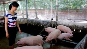 Giá heo hơi hôm nay 17/4: Giữ giá trần 52.000 đồng,  vì sao người nuôi heo vẫn bế tắc chưa thể tái đàn?