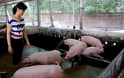 Giá heo hơi hôm nay 17/4, 