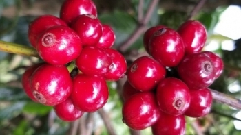 Giá nông sản hôm nay 17/4: Cà phê sàn kỳ hạn lao dốc, hồ tiêu neo lại mức cao nhất 66.000 đồng/kg