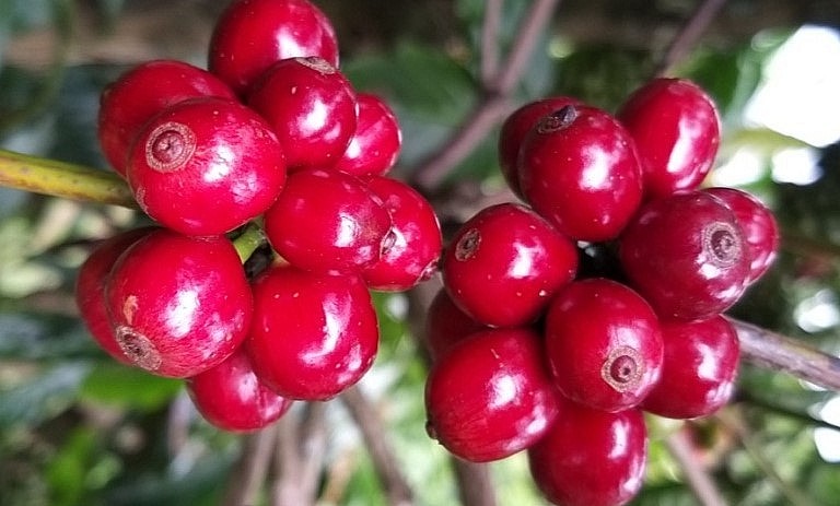 Giá nông sản hôm nay 17/4, giá cà phê phiên đầu tuần chứng kiến đợt giảm đồng loạt tại thị trường thế giới. 