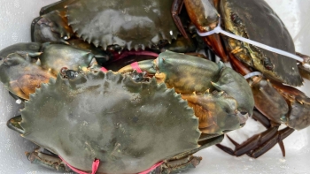 12.000 ha cua nuôi bị chết người dân hoang mang, tỉnh Cà Mau chỉ đạo khẩn