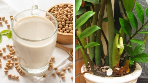 Bổ sung 2 loại “nước thần” giúp cây kim tiền chồi non xé đất mọc lên tua tủa