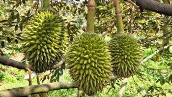 Tăng nóng diện tích sầu riêng khi phụ thuộc vào một thị trường, dội chợ bán cho ai?