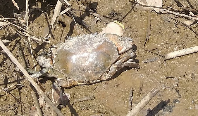 Cua bị bệnh thường bò lên bờ hoặc chết nổi trên mặt nước.