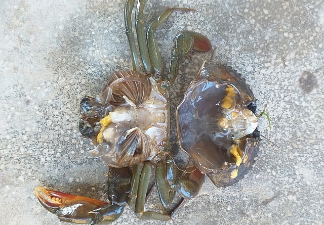 Tỉnh Cà Mau khẩn trương chỉ đạo khắc phục tình trạng cua chết.