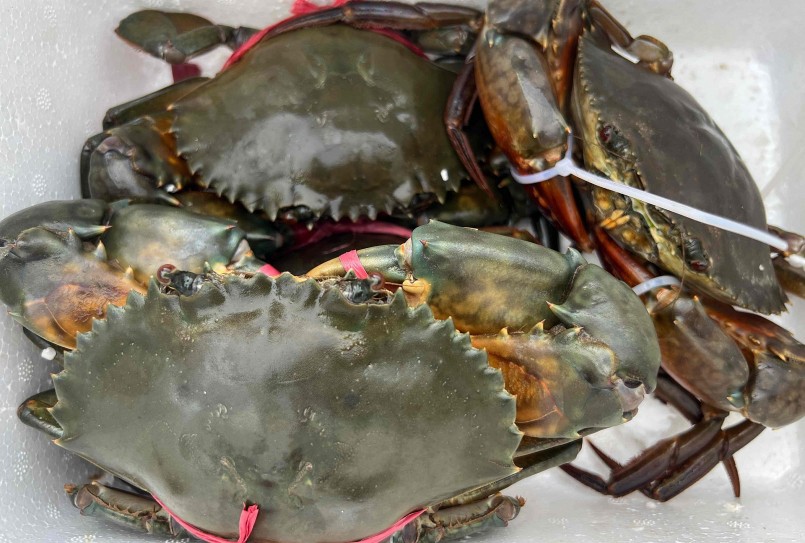 Cà Mau có trên 250.000 ha nuôi cua, sản lượng hơn 25.000 tấn/năm, mang về nguồn thu trên 10.000 tỉ đồng.