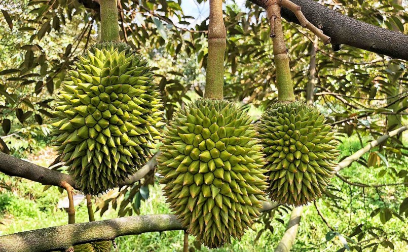 Hiện nay tại các địa phương thuộc vùng ĐBSCL, Đông Nam Bộ và Tây Nguyên, cây sầu riêng vẫn đang có hiện tượng phát triển nóng.