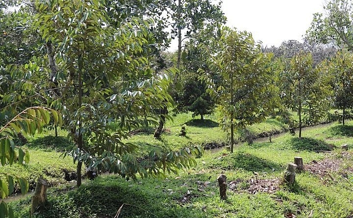 Những vườn sầu riêng mới trồng thay thế những cây trồng khác ở ĐBSCL.