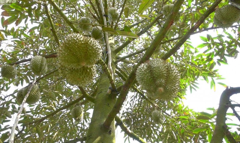 Diện tích sầu riêng tăng liên tục trong các năm qua, nhiều cảnh báo trước nguy cơ cung vượt cầu.