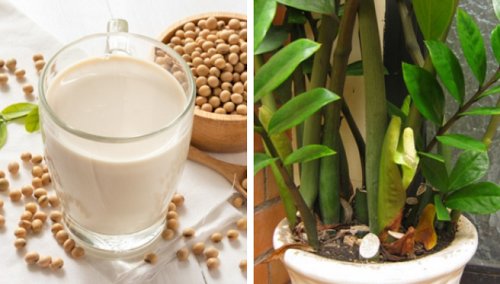 Bổ sung 2 loại “nước thần” giúp cây kim tiền chồi non xé đất mọc lên tua tủa