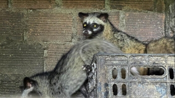 Về nơi cả làng nuôi chồn hương được cấp mã số và bí quyết tránh dịch bệnh