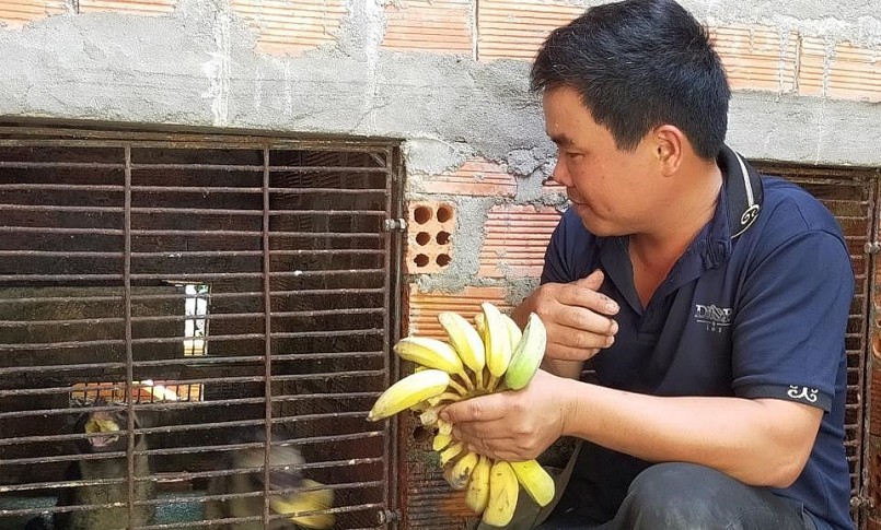 Ngoài cháo, thức ăn cho cầy vòi hương còn là trái cây tươi. Ngoài cháo, thức ăn cho cầy vòi hương còn là trái cây tươi.