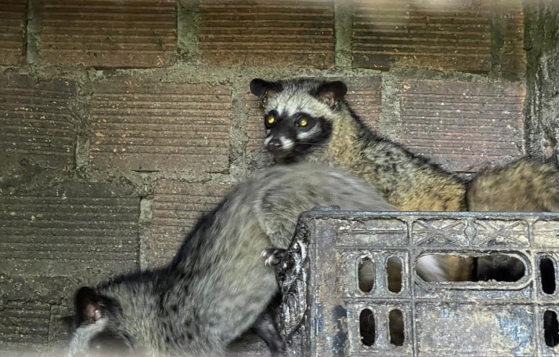 Mỗi con cầy hương đều có mã số đăng ký. Mỗi con cầy hương đều có mã số đăng ký.