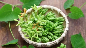 Hoa thiên lý, vừa là thuốc vừa là rau ăn