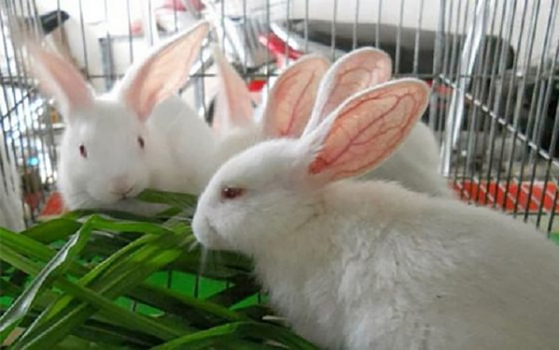 Thỏ được xem là loại gia súc vô cùng nhạy cảm với tác nhân của ngoại cảnh