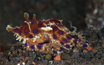 Bạch tuộc đốm xanh là sinh vật biển độc nhất thế giới