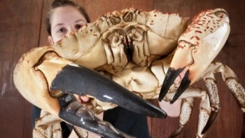 Giống cua quái vật nặng tới 17kg hiếm nhất trái đất, về Việt Nam giá đắt ngang con bò