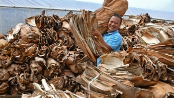 Biến thứ phụ phẩm mo cau dùng nhóm bếp thành hàng xuất khẩu khắp thế giới